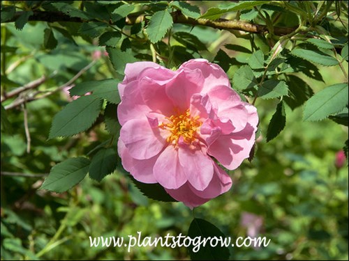 A semi-double pink flower